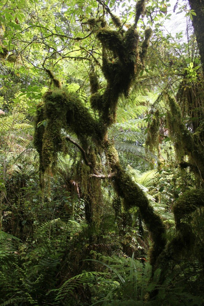 Nový Zéland: Prales bez jedovatých živočíchov - Južný ostrov, Haast Pass elmundo.sk Andrej Urbanec